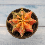 Gymnocalycium Variegata (Гимнокалициум Вариегатный)