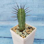 Euphorbia Pentagona (Эуфорбия)