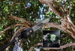 Высоторез/Сучкорез аккумуляторный телескопический Greenworks PS102T, 25 см, бесщеточный, без АКБ и ЗУ (1402407)