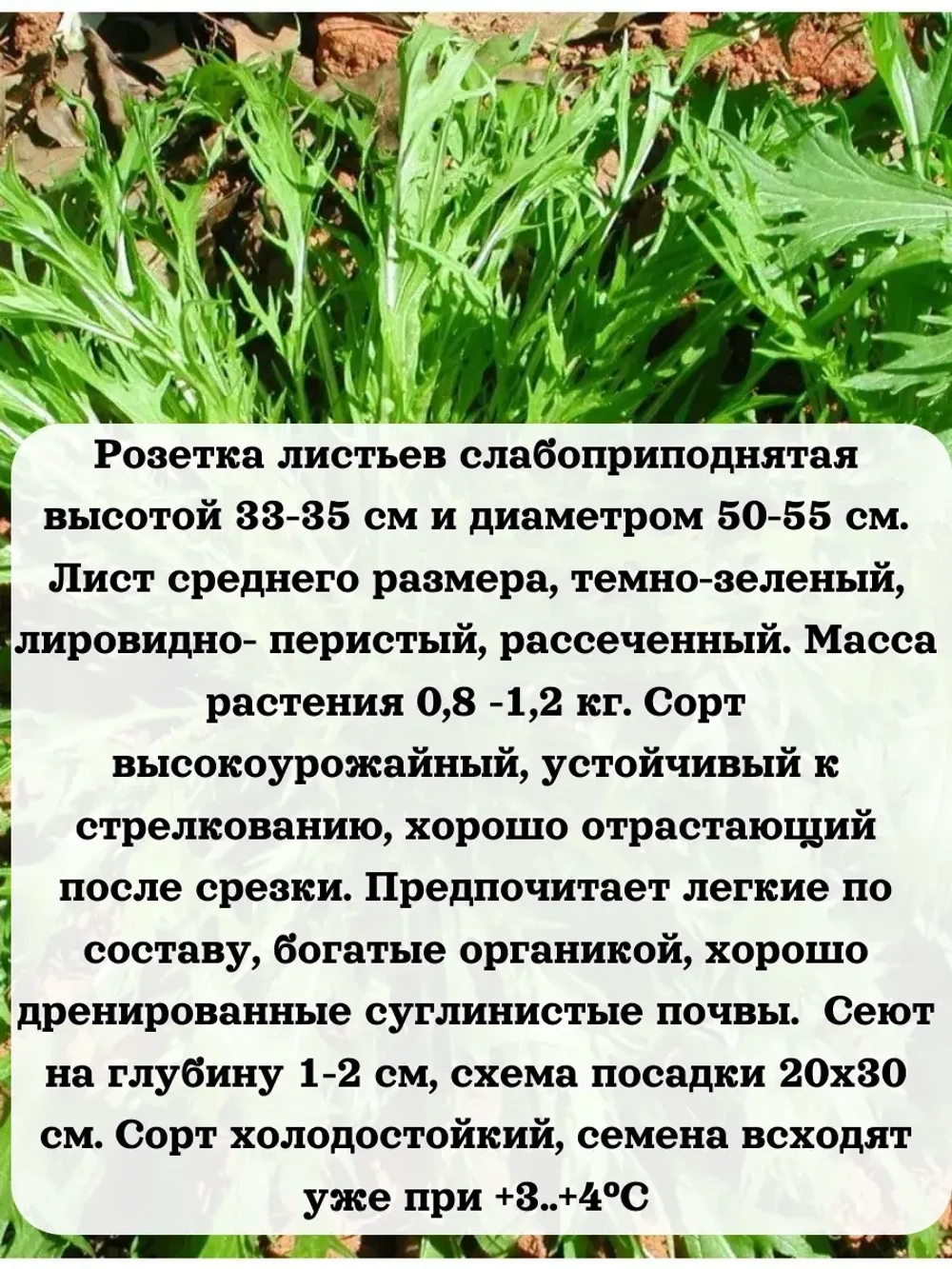 Семена капуста японская Изумрудный узор 5 гр