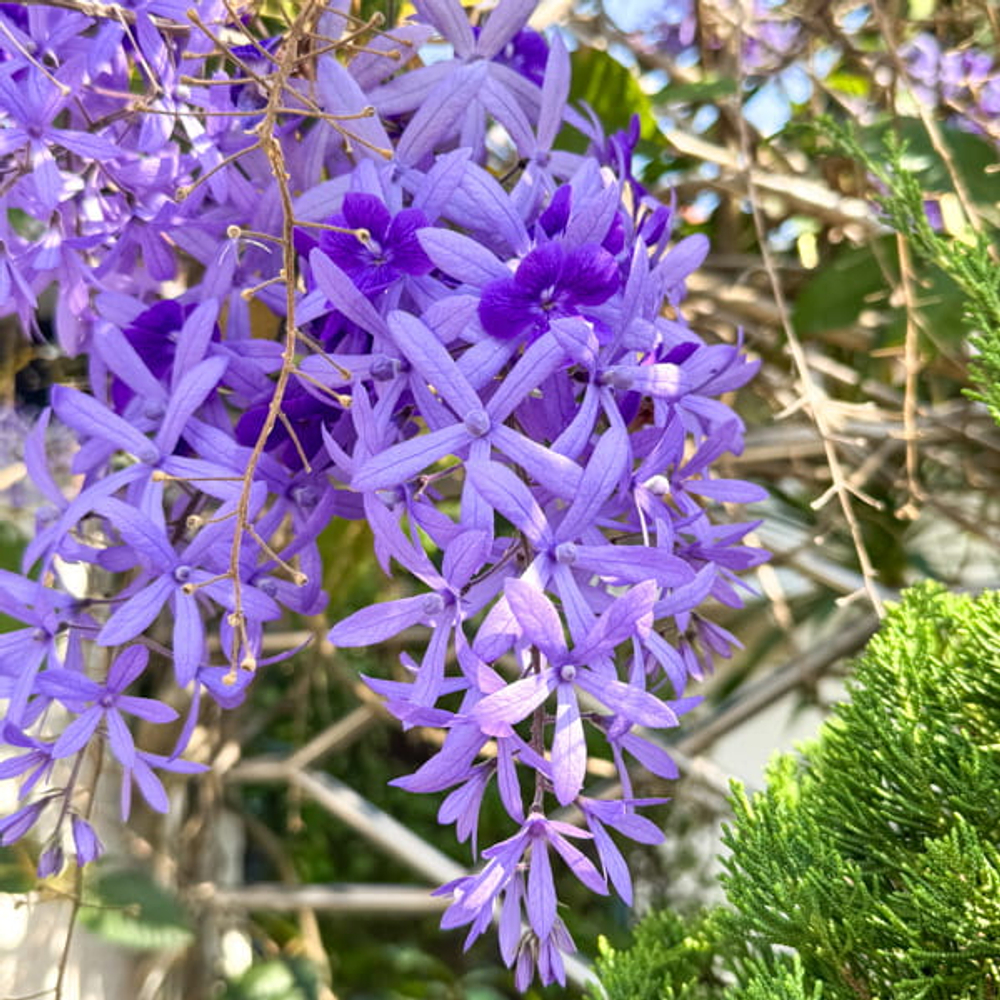 Петрея вьющаяся – Petrea volubilis (42)