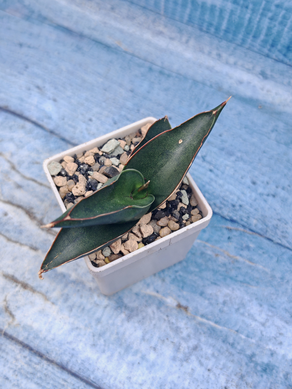 Sansevieria stylish fan (Сансевиерия)