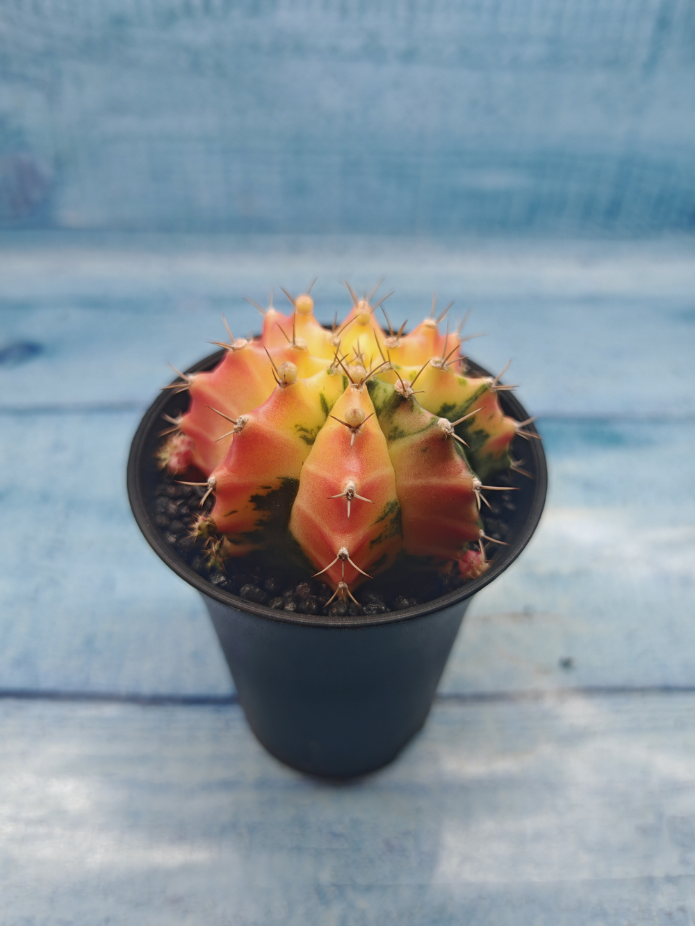 Gymnocalycium Variegata (Гимнокалициум Вариегатный)