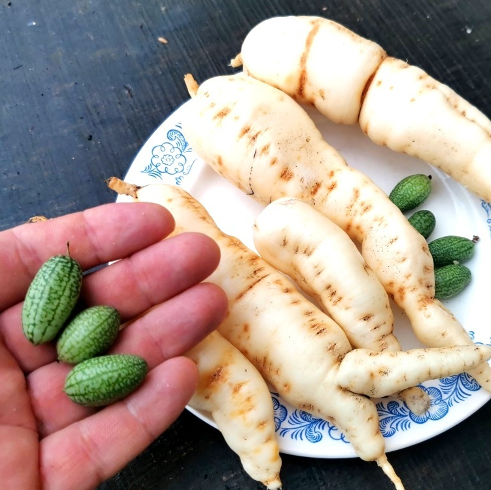 Кукамелон - Мексиканский Огурчик - Cucamelon