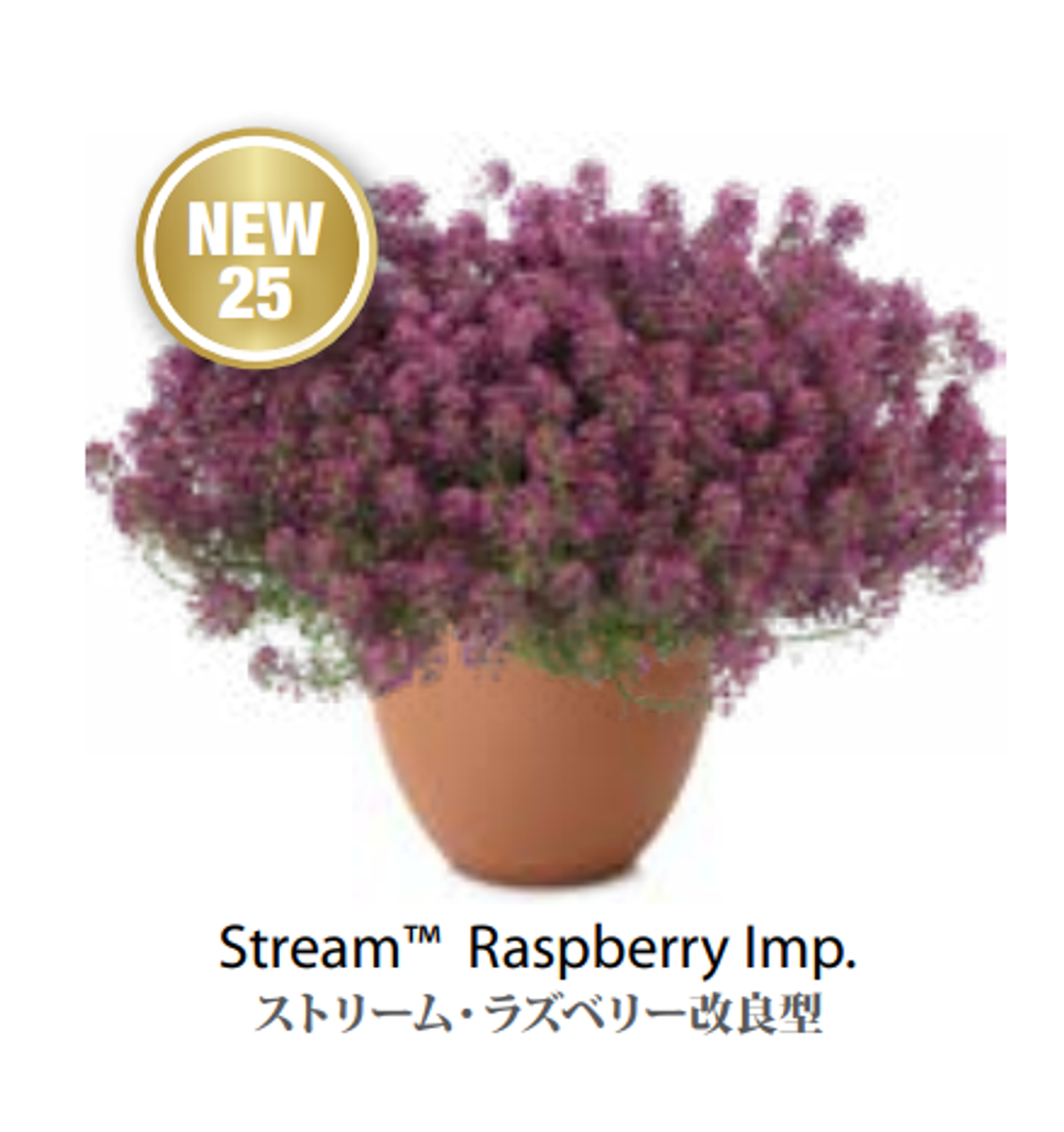 ЕВРО Лобулярия (Алиссум) Stream Raspberry Imp. укорененный ЕВРО черенок февраль поставка 11