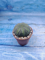 Euphoria Obesa (Эуфорбия)