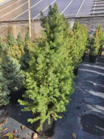 Ель "Abies Willszwerg"