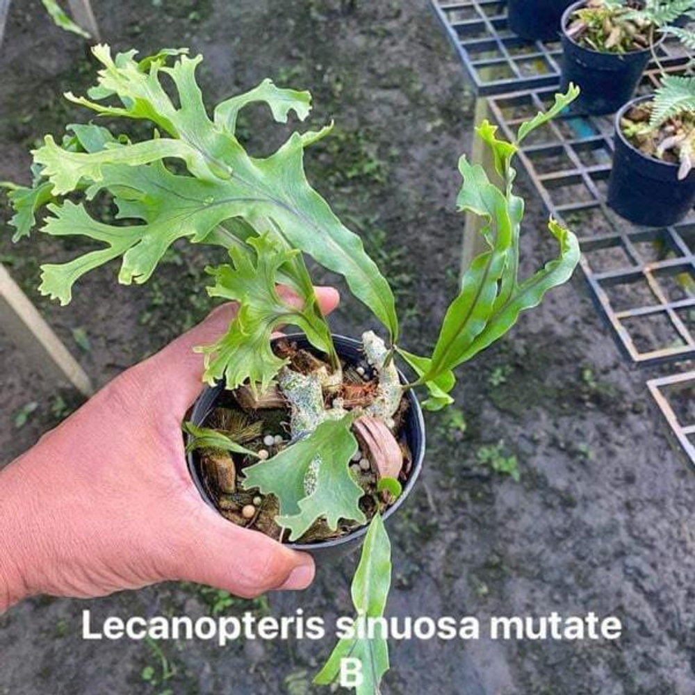 Леканоптерис L.SINUOSA MUT