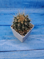 Echinocactus grusonii (Эхинокактус)