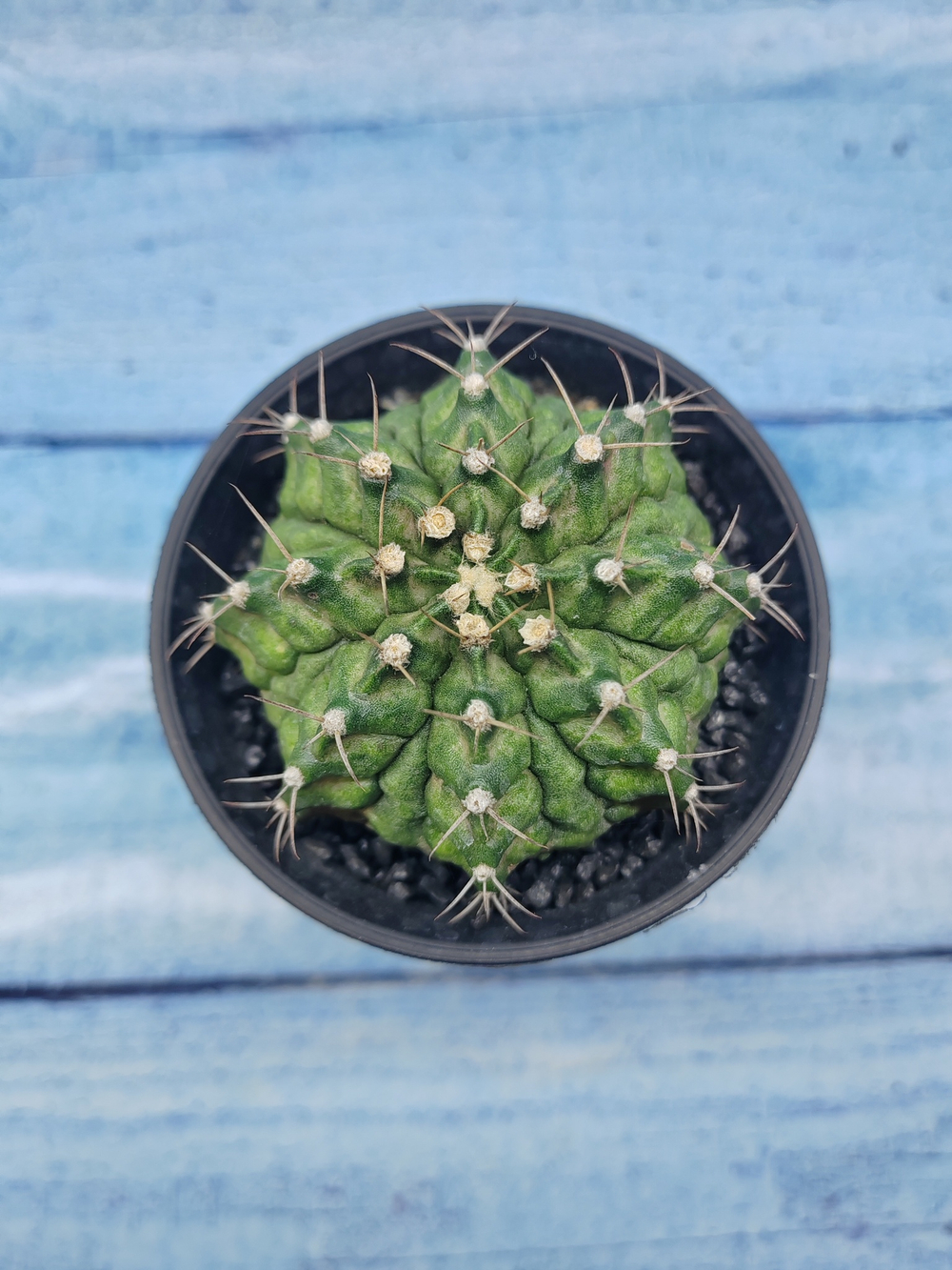 Gymnocalycium T-Rex Pink hybride (Гимнокалициум T-rex)