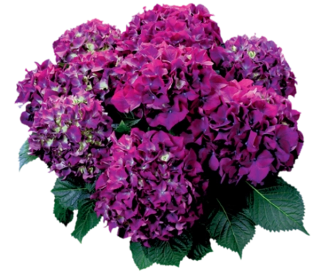 Хот Ред Папрл (Hot Red Purple) р14 Европа весна 2027 г.