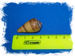 Conus dealbatus