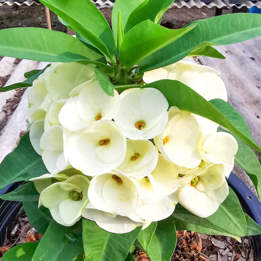 Эуфорбия Миля MALAI NGERN LAN