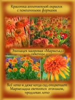 Эхинацея махровая "Мармелад" долгоцветущая