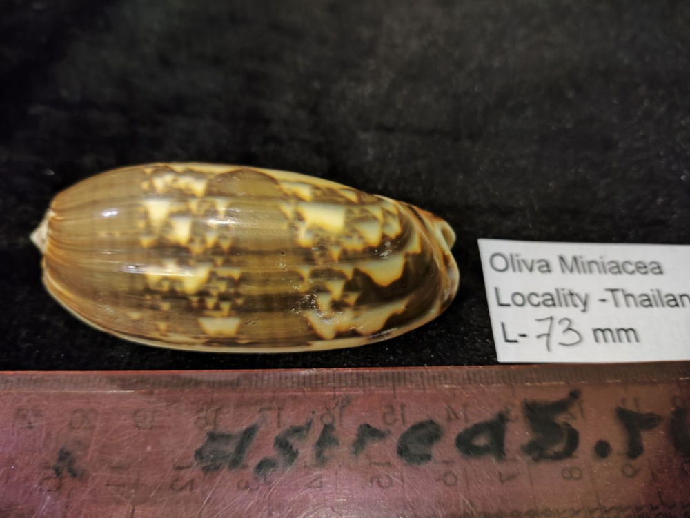 Олива Миниацея