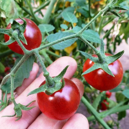 Помидоры - Bing Cherry - Черешня Дикая