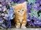 Puzzle 500 GINGER CAT - SQUARE 95030069