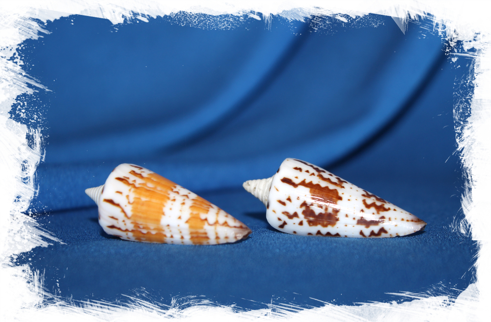 Конус Генералис (Conus generalis) 6,3см. 1шт.