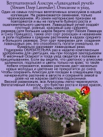 Алиссум Лавандовый ручей вегетативный