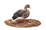 Белолобый гусь Duck Mania "ALFA" ЖИВОЕ ПЕРО мод. ALFA6B-DM-UV