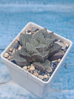 Haworthia Pygmaea (Хавортия)