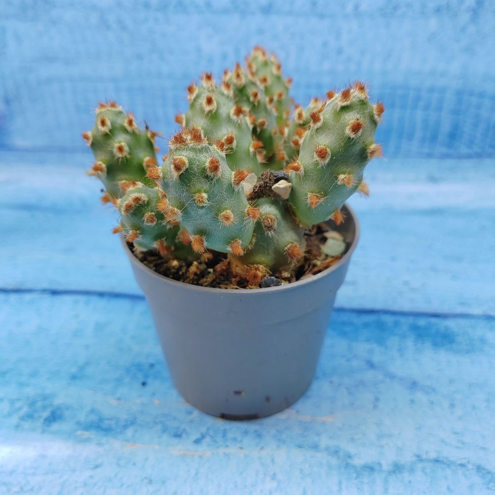Tephrocactus Molinensis Red Glochids (Тефрокактус)