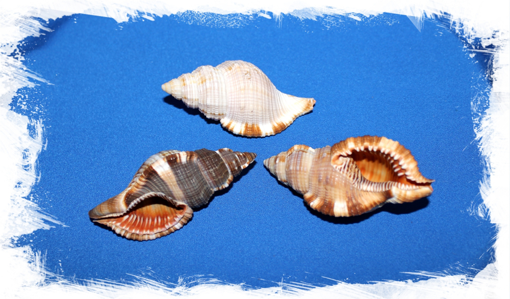 Cymatium pileare