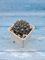 Gymnocalycium Stellatum (Гимнокалициум)