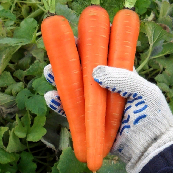 Самсон семена моркови нантской (Bejo / ALEXAGRO) культура – фото 3