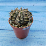 Gymnocalycium Friedrichii (Гимнокалициум)