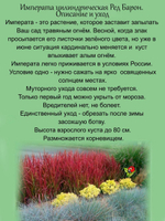 Злак Императа цилиндрическая Ред Барон многолетник