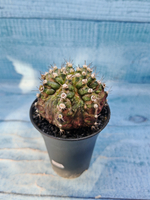 Gymnocalycium T-Rex Pink hybrid (Гимнокалициум)