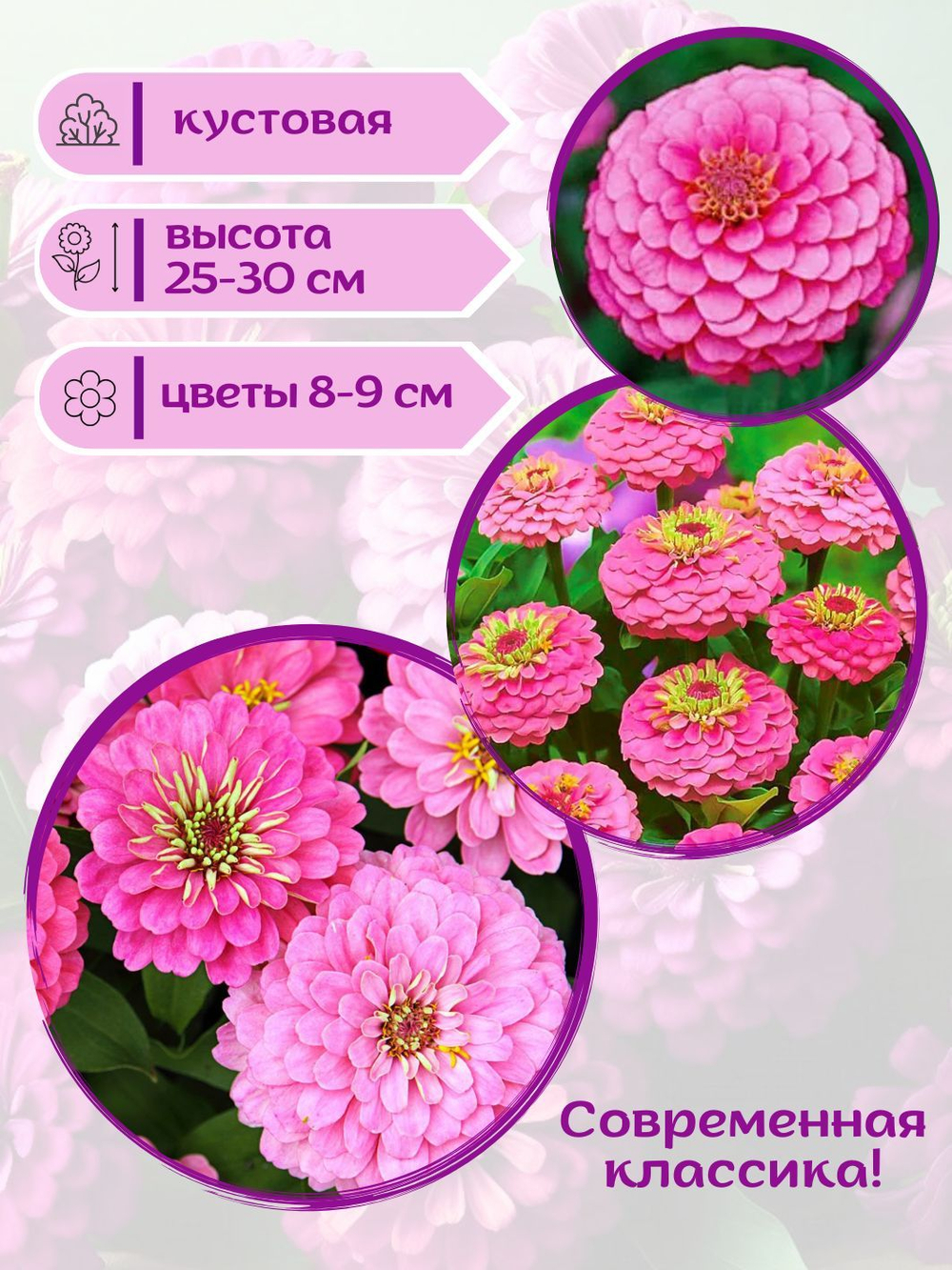 Семена Цинния низкорослая, кустовая, розовая Джульетта, семена Циния + торфяные таблетки Jiffy в подарок, 5 шт
