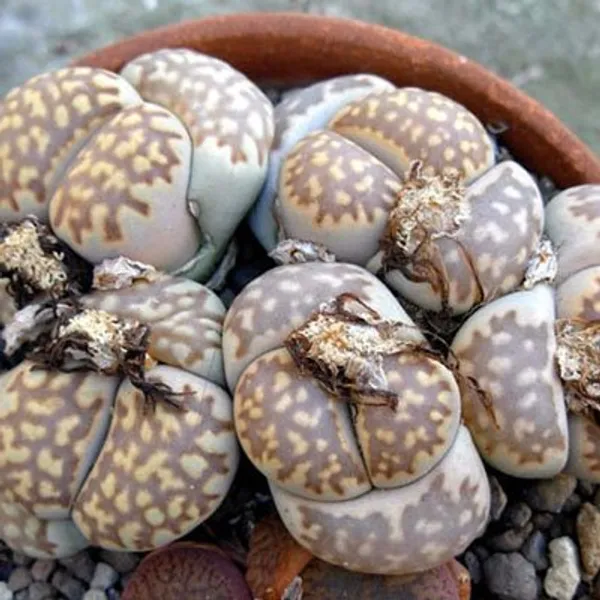 Литопс (Lithops Julii Fulleri Brunnea C179) Живые камни семена 4 шт