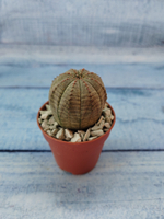 Euphoria Obesa (Эуфорбия)