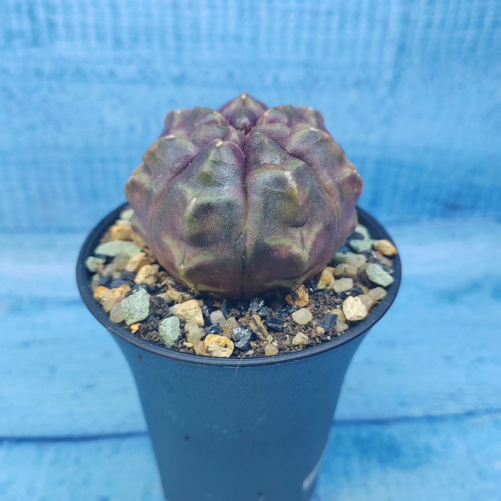Gymnocalycium Daydream (Гимнокалициум)