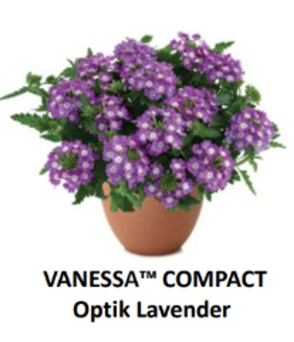 ЕВРО Вербена Vanessa Compact Optik Lavender укорененный ЕВРО черенок февраль поставка 11