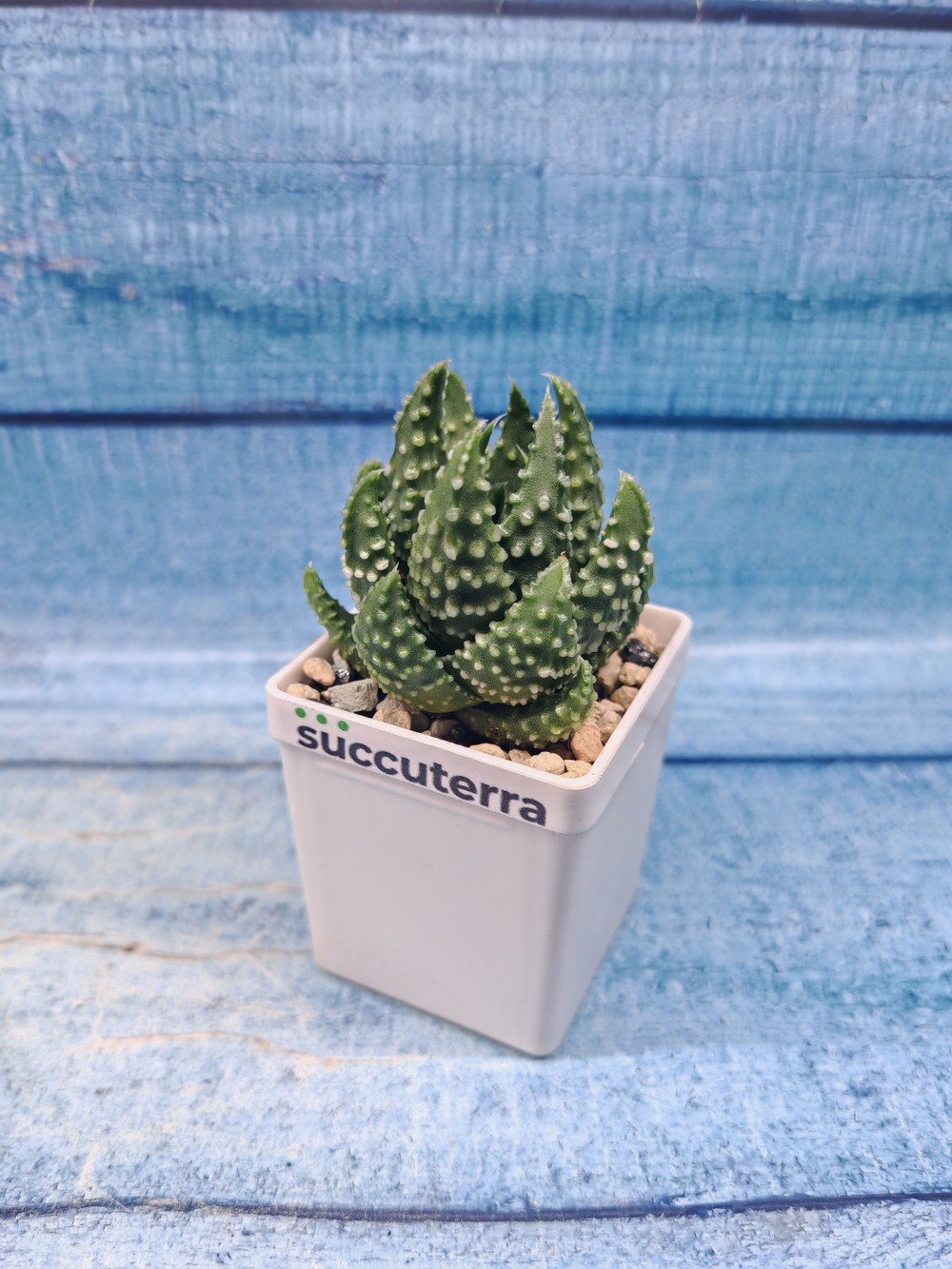 Haworthia Margaritifera Pumila (Хавортия)
