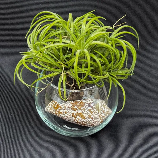 Тилландсия Кудрявая ionantha 'Curly leaf', атмосферное растение