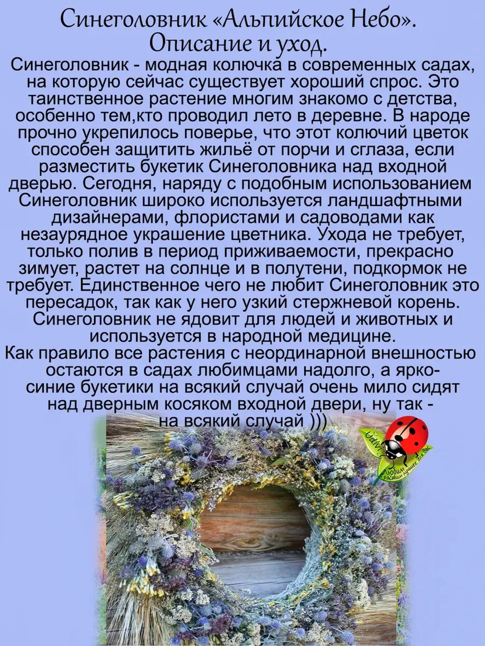 Синеголовник Альпийское небо чертополох