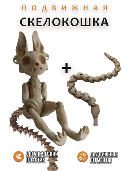 Скелет Кошки