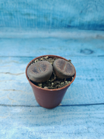 Lithops sp. (Литопсы)