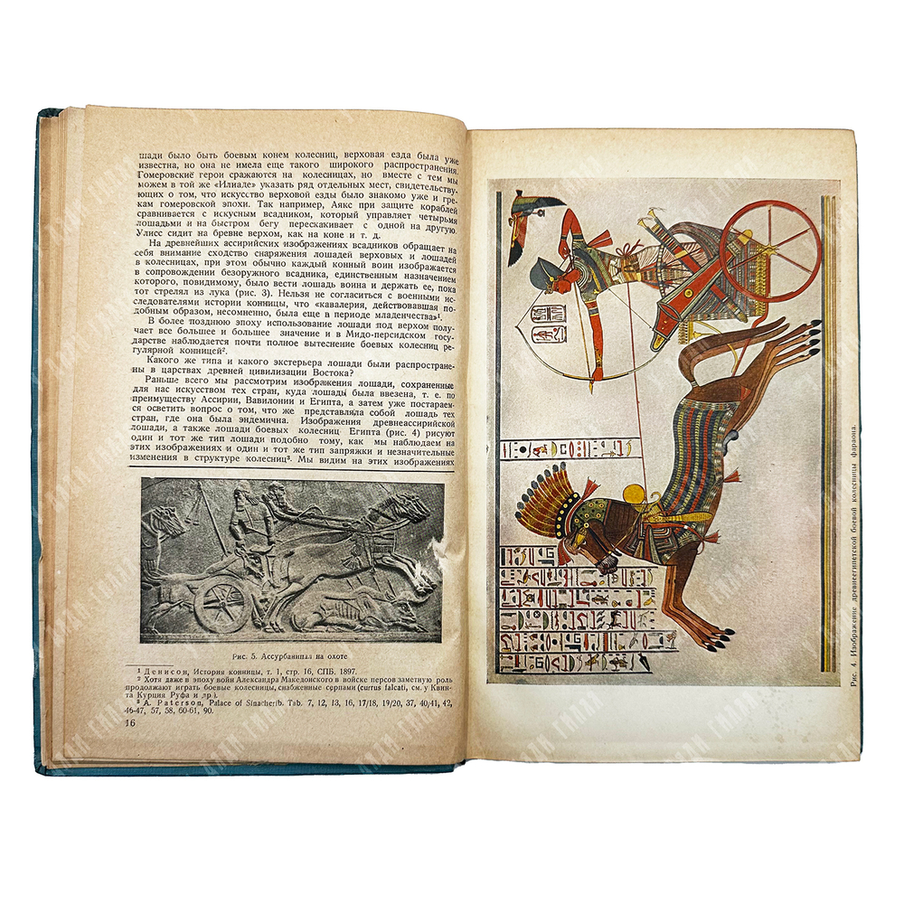 Конские породы Средней Азии / под ред. В. О. Витт. – М., 1937.
