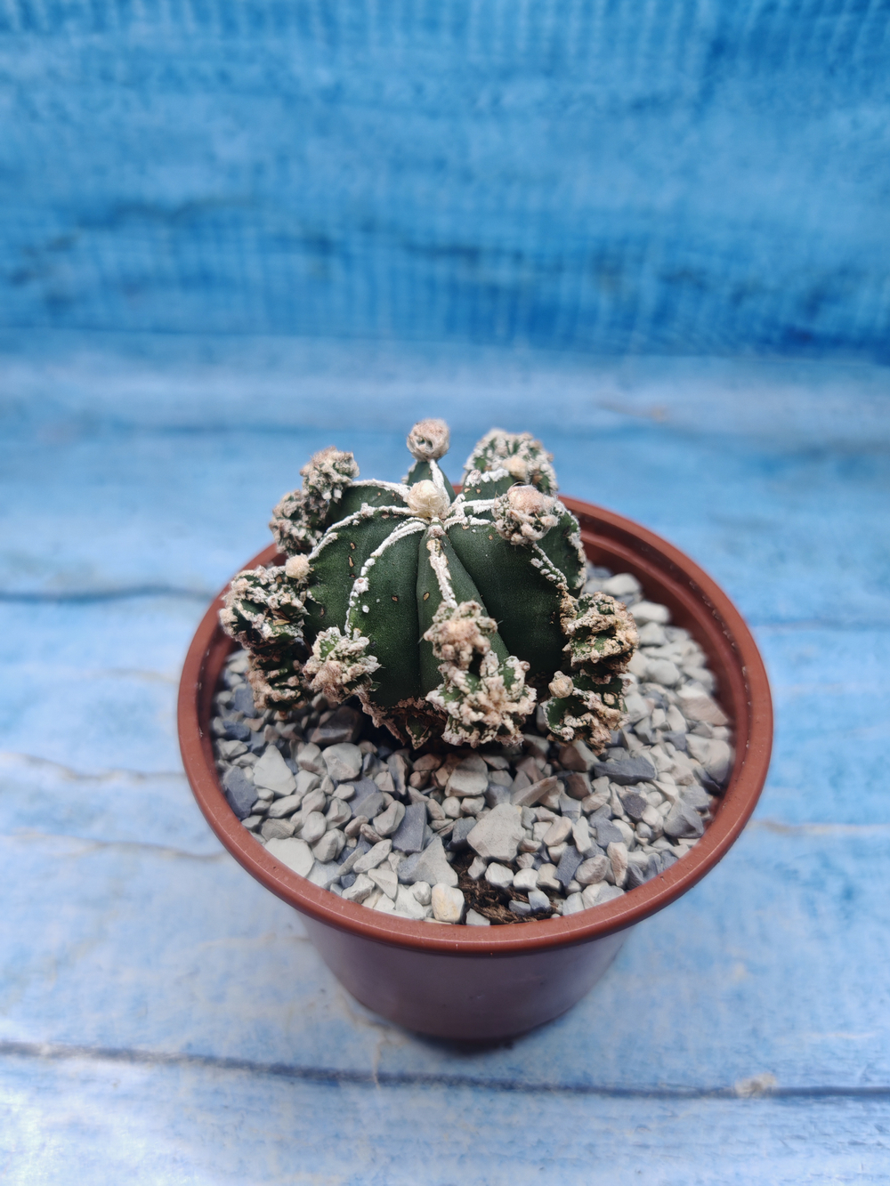 Astrophytum Myriostigma "Hakujo Fukuryu" (Астрофитум)