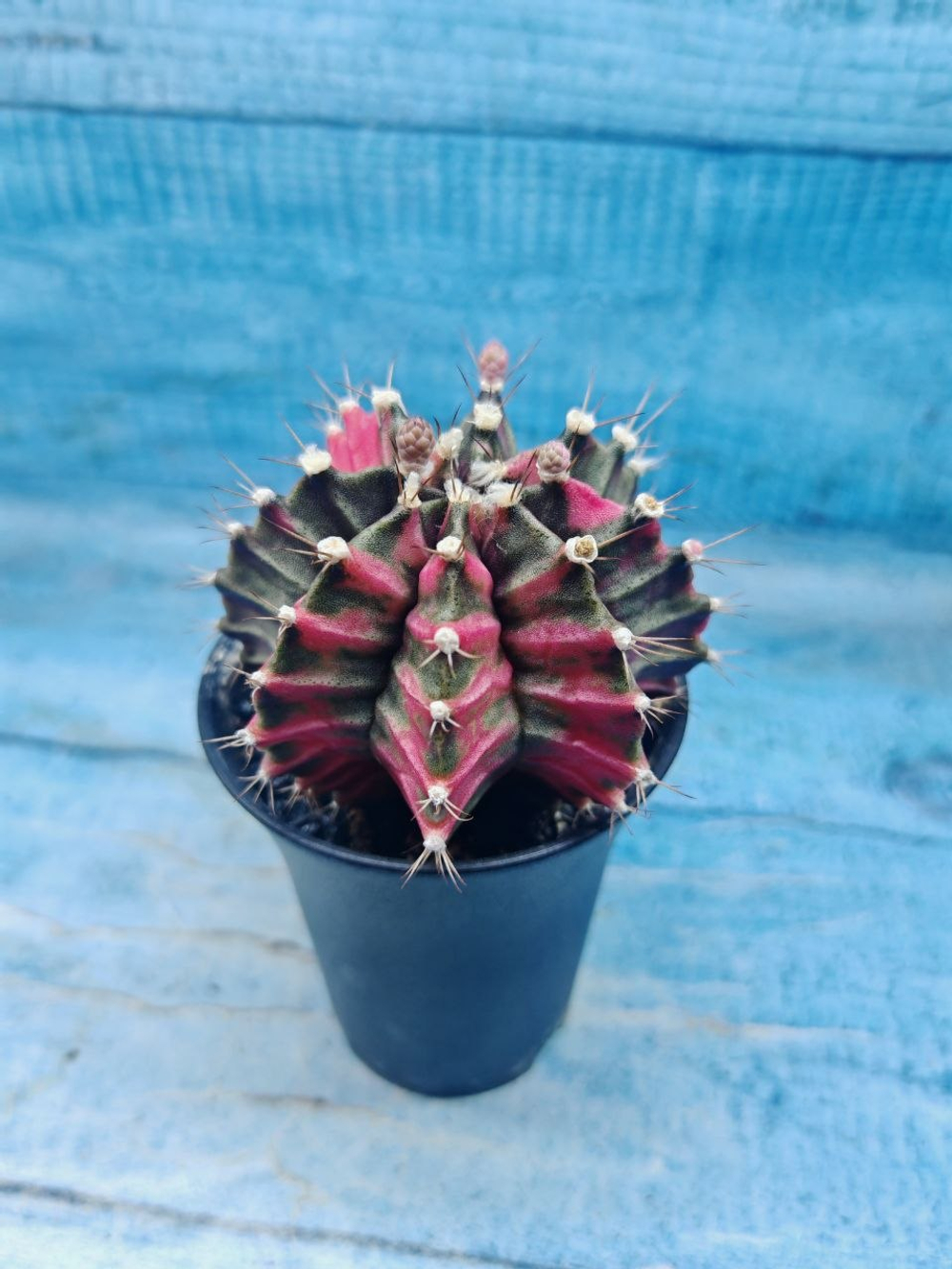 Gymnocalycium Variegata (Гимнокалициум Вариегатный)
