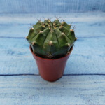 Gymnocalycium Friedrichii (Гимнокалициум)