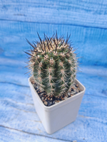 Neoporteria Subgibbosa (Неопортерия)