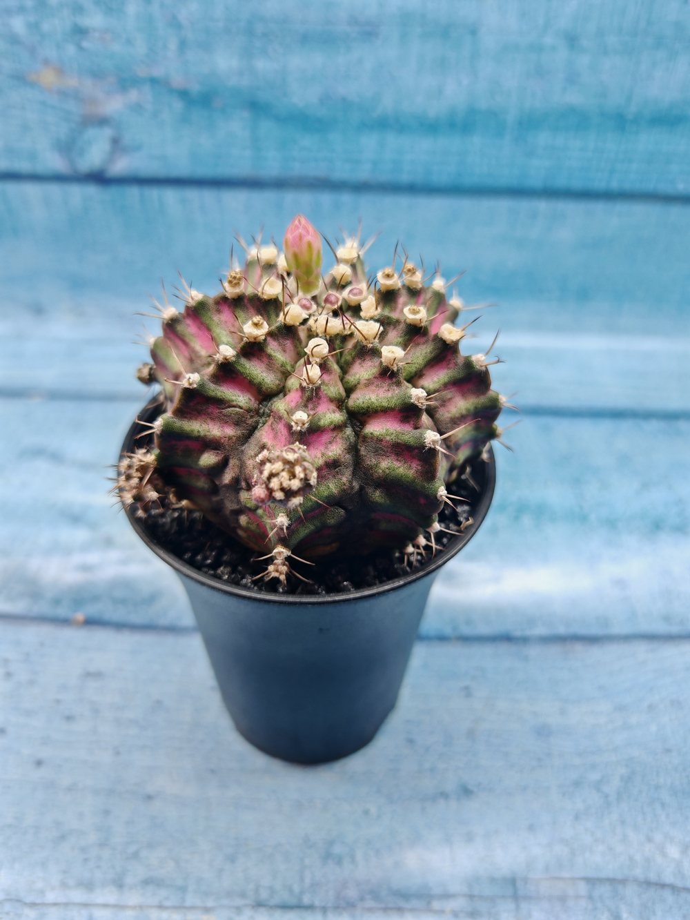 Gymnocalycium T-Rex Pink hybrid (Гимнокалициум T-rex)