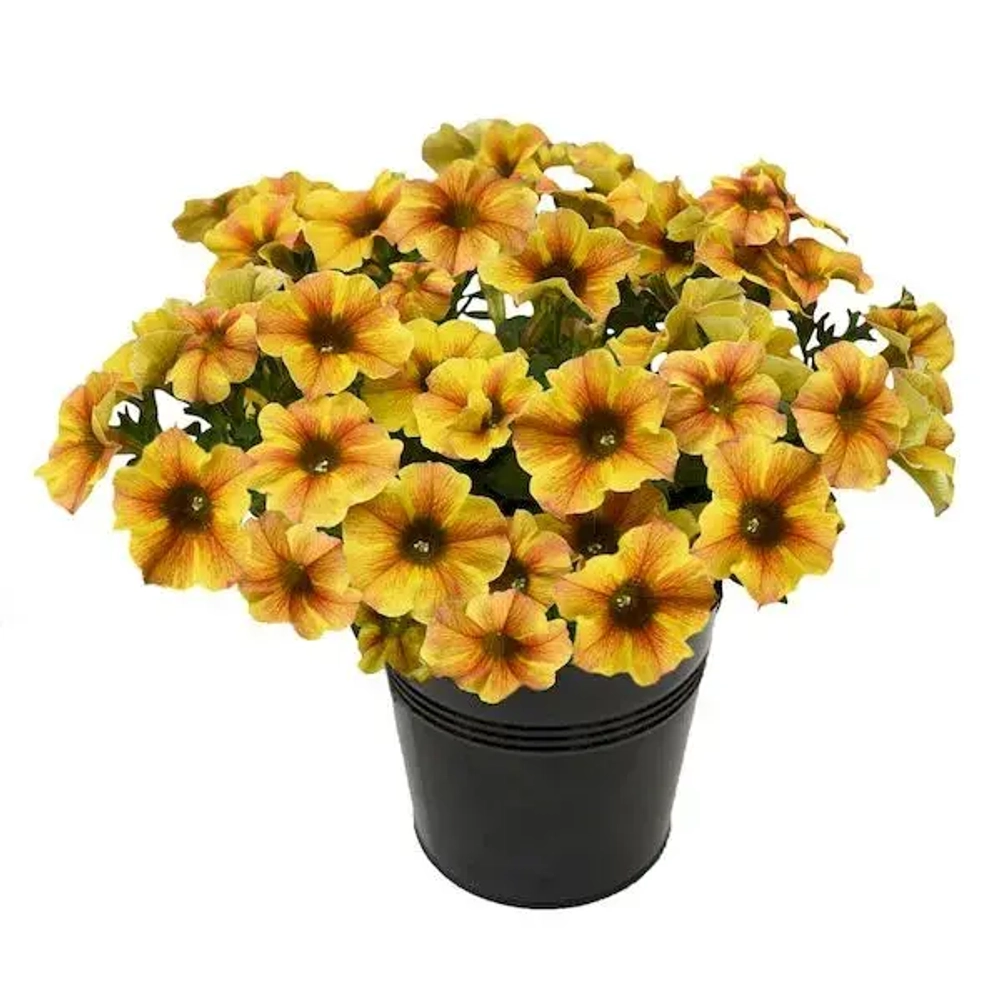 Петуния ампельная петхоа Chameletunia Caramel Yellow (П11)