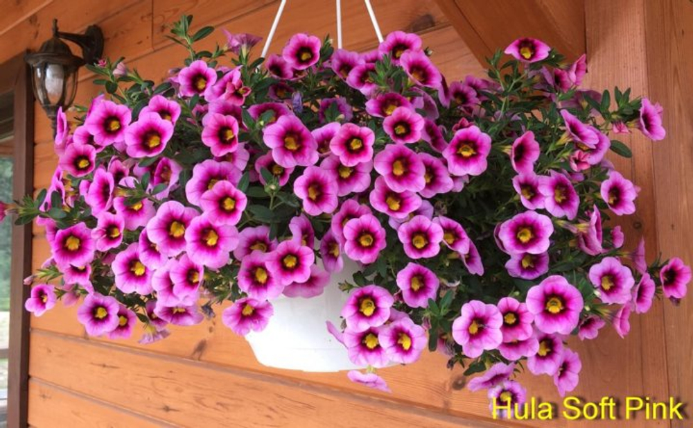 Калибрахоа Hula Soft Pink К15